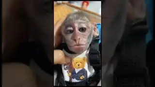 Перезалив из за  некоторых проблем. #бибизян #обезьяна  #рофл #monkey #бибизяны #прикол #брадки