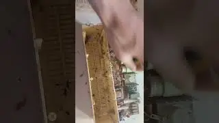 вектор рулит. золото,поладий.