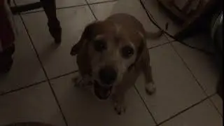 Dachshund Yawning 2