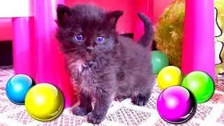 Kittens play with balls in the tunnel. Little kittens get out of the basket for the first time!