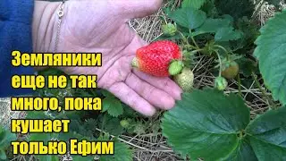 Киянка. Глючит телефон. Мюсли. Почта. Аптека 