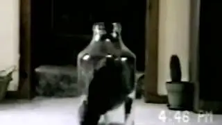 кот в банке,приколы с котами