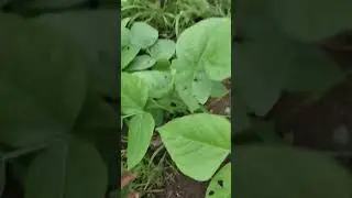 bẫy kèo 3 con