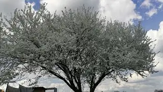 ГДЕ КОТЯТА//ОГОРОД //ОГОРОД//И ЕЩЕ РАЗ ОГОРОД//!!! СЕЗОН ПОСАДКИ ЗАПУЩЕН//