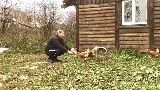 КУРИНЫЙ ЗАВТРАК) chicken breakfast  