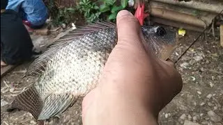 Gak Normal‼️Mancing Panen Ikan Nila di Liaran Kota Jakarta