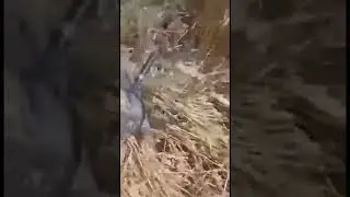 Hunger How fields are set on fire Lenses were found in wheat fields in the Rostov region