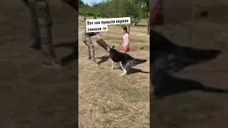 Первое занятие по защите ) Дрессировка собак 