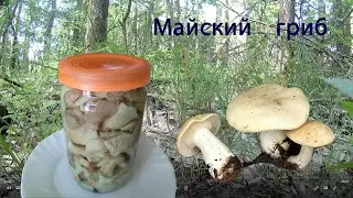 Майский гриб. Собираем и маринуем.
