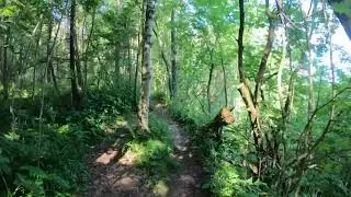 Dzunglis