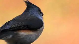 Olympus E-5 Video Test, Tuffed Titmouse