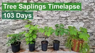 Growing Tree Saplings Timelapse: Beech, Hazel, Sycamore, Oak, Horse-chestnut