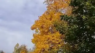 Грустит    Кленовая  Листва.   И  пусть  у  осени  погода   с  проседью.