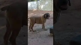 #doglover #dog #boerboelbreeders #boerboels