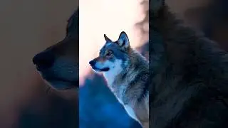 Alpha Wolf Leads Pack Through Deep Snow to Hunt
