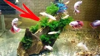 ШИКАРНЫЙ МОХ ФЕНИКС НА КОРЯГЕ СВОИМИ РУКАМИ!!!