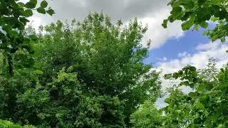 Огородные дела, зачистка заброшенного участка