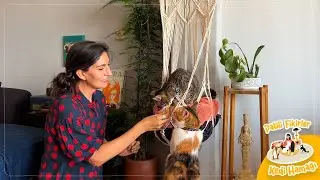 Makrome Kedi Hamağı Nasıl Yapılır? | @TarzMeselesi ile #patilifikirler