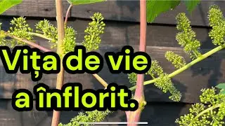 Vita de vie a inflorit, evitam lucrarile in aceasta perioada. 11 iunie 2025