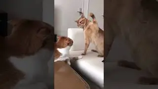 🐈🤛#Kedi fena tokatlıyo 🤣 #komik #kediler #catvideos #cutecats #funny #shorts