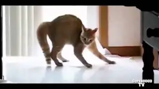 Funny cat videos  funny animals fun with cats