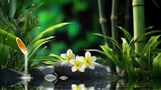 1 Hour of Tranquility: Meditation with Water and Bird Sounds for Relaxation & Stress Relief