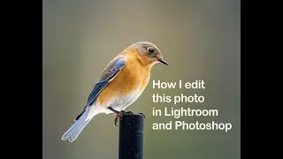 How I edit this bird photo using Lightroom and Photoshop