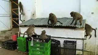 Baboon Bandits: Monkey Alert in South Africa | Documentary in English