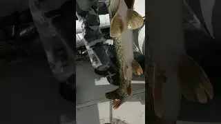 Как сохранить рыбу в жару #щука #трофей #рыбалка #спиннинг #кукан #рапала