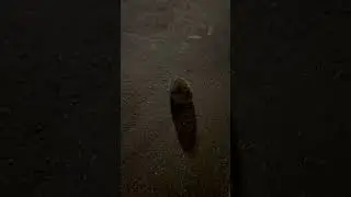 Сэм и ёжик #shorts #americanbully