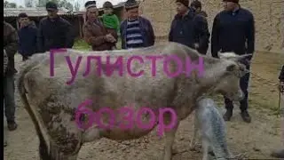 Гулистон молбозори
