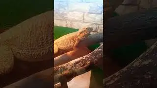 Кормление бородатой агамы