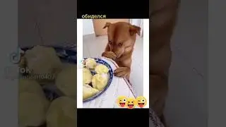 Собака обиделась
