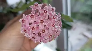 хойи