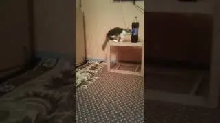 Кошка, как немецкие захватчики😅😅😅