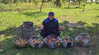 Мой урожай картошки под соломой