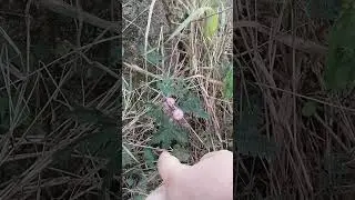 Стыдливая мимоза!