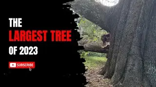 The Largest Live Oak Tree(10 FEET Wide) that I Encountered in 2023