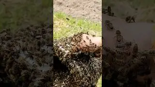 Саджав картоплю, а в ведро прилетів рій! 😳 #україна #київ #бджільництво