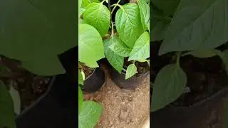 🌿🌿Сладкий перец 