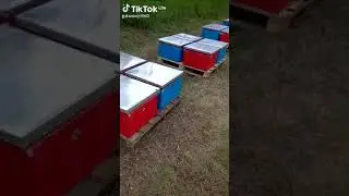 как поставить улья на поддоны.