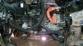 Газель гибрид