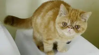 Funny cat shaking on the toilet