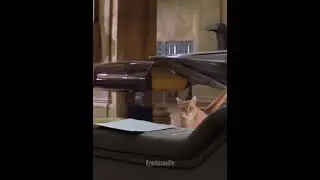 Qui-Gon takes out a cat #prequelmemes #starwarsfan