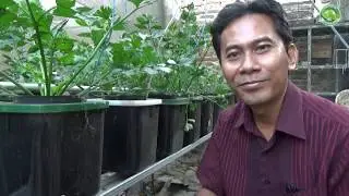 Menanam Selederi dengan sistem Hidroponik Sederhana Menguntungkan mana Pakai Pipa atau Box Es Cream