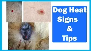 Dog Heat Signs & Tips | In Urdu | Animalia Dot Pk || Vet Furqan Younas