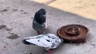 pigeon masti Time 🕊️🥳