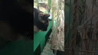 Попугай дразнит кошку.