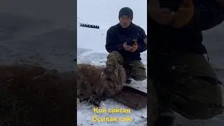 Қалжа дайындау! Қой сою тапсырыспен…. 