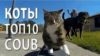 КОТЫ ТОП10 COUB 2016 / CATS